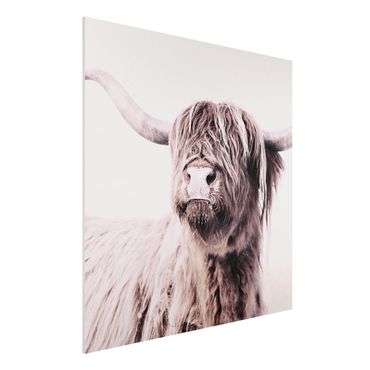 Obraz Forex - Highland Cattle Frida w kolorze beżowym
