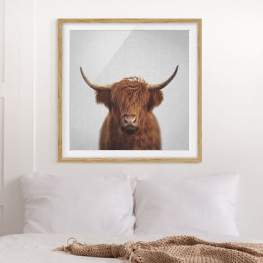 Obraz w ramie - Highland Cow Harry