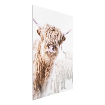Obraz Forex - Highland cattle Karlo