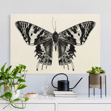 Obraz na naturalnym płótnie - Ilustracja latającego motyla madagaskarskiego