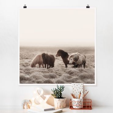 Plakat - Islandzkie dzikie konie