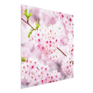 Obraz Forex - Japońskie kwiaty wiśni