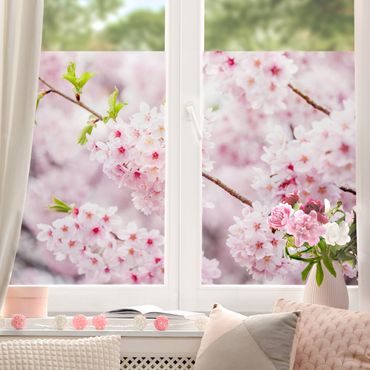 Folia okienna - Japońskie kwiaty wiśni