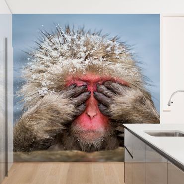 Fototapeta - Japońska małpa śnieżna