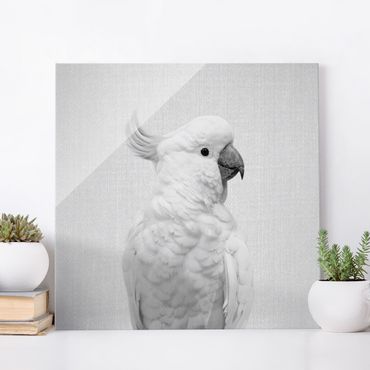 Obraz na szkle - Cockatoo Kiki Black And White