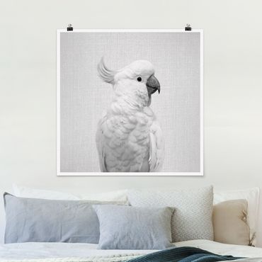 Plakat reprodukcja obrazu - Cockatoo Kiki Black And White