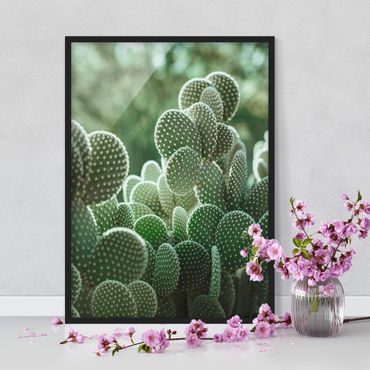 Plakat w ramie - Kaktusy
