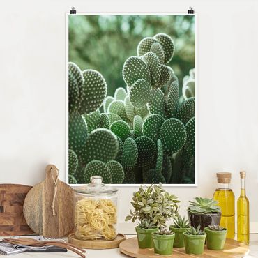 Plakat - Kaktusy