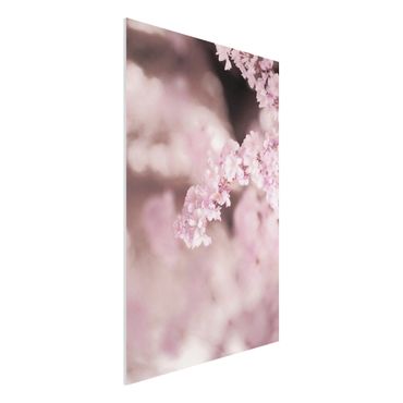 Obraz Forex - Kwiat wiśni w fioletowym świetle