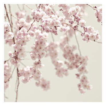 Fototapeta - Taniec kwiatu wiśni
