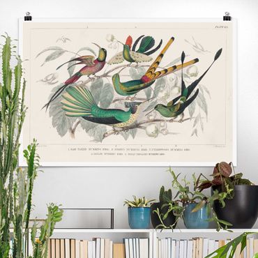 Plakat reprodukcja obrazu - Hummingbird Diagram