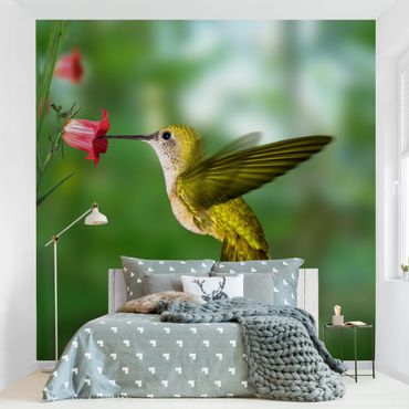 Fototapeta - Koliber i kwiat