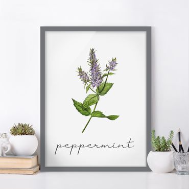 Framed poster - Herbs Illustration Pepper Mint