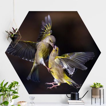 Sześciokątna tapeta samoprzylepna - Całujące się kolibry