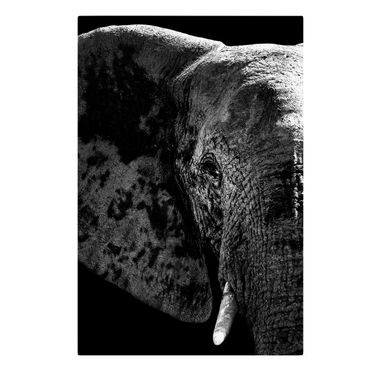 Obraz na płótnie - Słoń afrykański czarno-biały