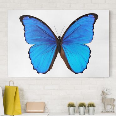 Obraz na płótnie - Motyl morfiny niebieskiej