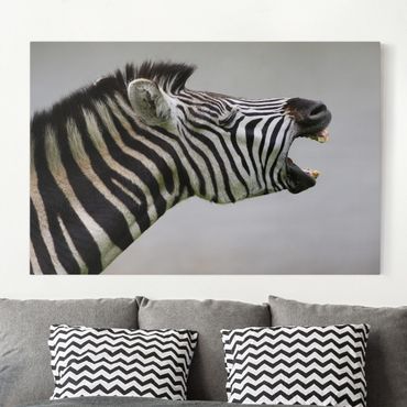 Obraz na płótnie - Rycząca Zebra