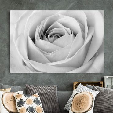 Obraz na płótnie - Róża z bliska