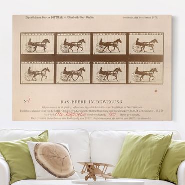 Obraz na płótnie - Eadweard Muybridge - Koń w ruchu
