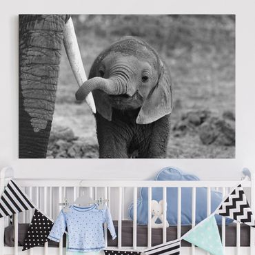 Obraz na płótnie - Baby słoń