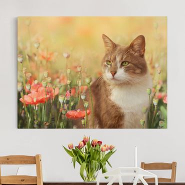 Obraz na płótnie - Kot w makowym polu