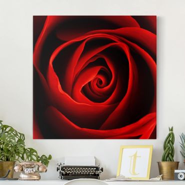 Obraz na płótnie - Piękna róża