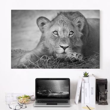 Obraz na płótnie - Czające się lwiątko