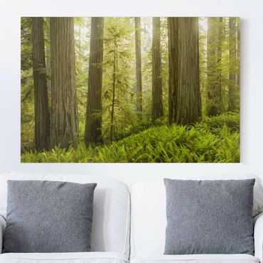 Obraz na płótnie - Redwood State Park Forest widok na las