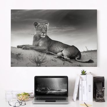 Obraz na płótnie - Gniazdujący lew