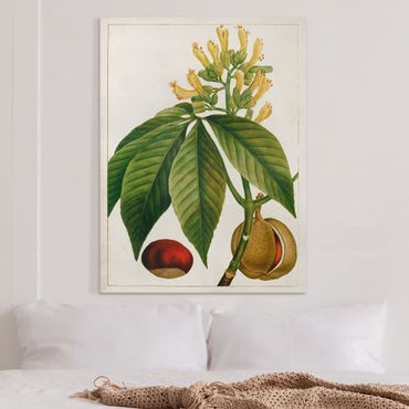 Obraz na płótnie - Tableau Liść Kwiat Owoc VI