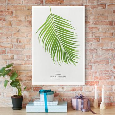Obraz na płótnie - Tropikalny liść palmy Areca