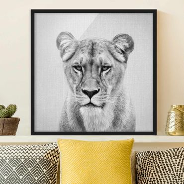 Obraz w ramie - Lioness Lisa Black And White
