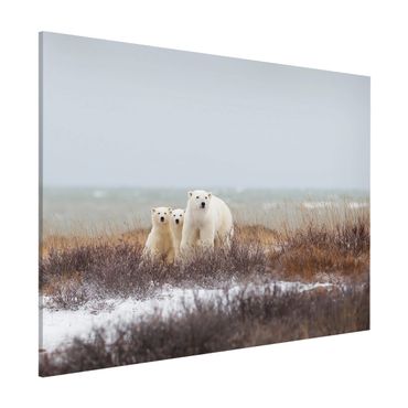 Tablica magnetyczna - Niedźwiedzica polarna i jej młode