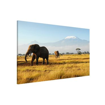 Tablica magnetyczna - Słonie na tle Kilimandżaro w Kenii