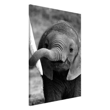Tablica magnetyczna - Baby słoń