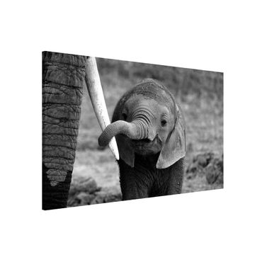 Tablica magnetyczna - Baby słoń