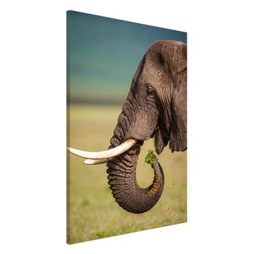 Tablica magnetyczna - Karmienie słoni w Afryce