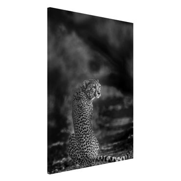 Tablica magnetyczna - Gepard w dzikości