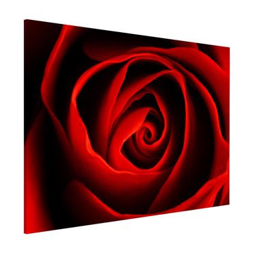 Tablica magnetyczna - Piękna róża