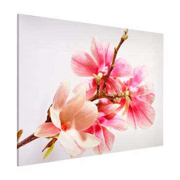 Tablica magnetyczna - Kwiaty magnolii