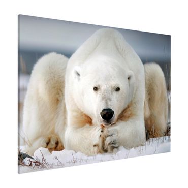 Tablica magnetyczna - Przemyślany niedźwiedź polarny