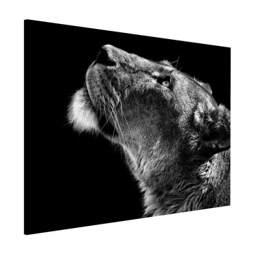 Tablica magnetyczna - Portret lwicy