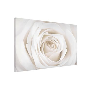 Tablica magnetyczna - Piękna biała róża