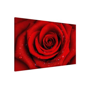 Tablica magnetyczna - Róża czerwona z kroplami wody