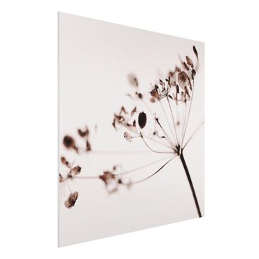 Obraz Forex - Makro ujęcie suszonego kwiatu w cieniu