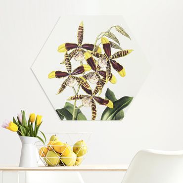 Obraz heksagonalny Forex - Maxim Gauci – Orchid II