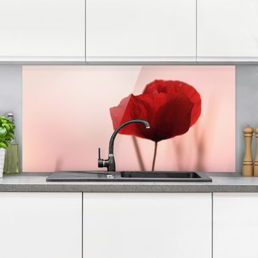 Panel szklany do kuchni - Kwiat maku o zmierzchu