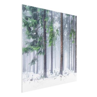 Obraz Forex - Drzewa iglaste zimą