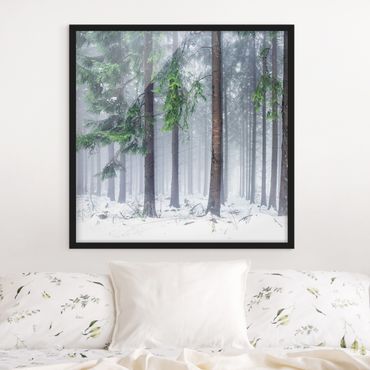 Plakat w ramie - Drzewa iglaste zimą