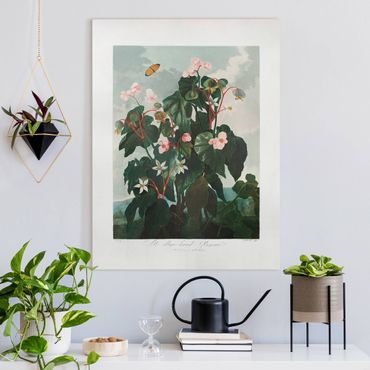 Obraz na płótnie - Begonia o ukośnych liściach